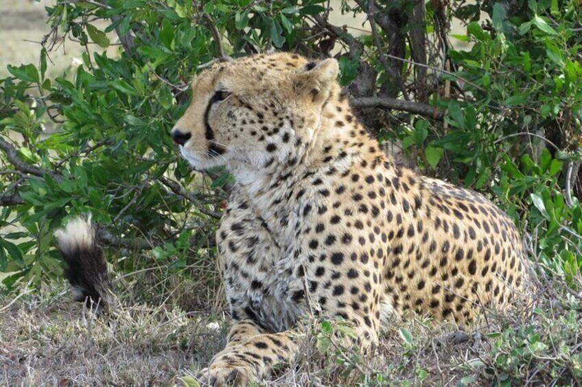 A cheetah resting among green foliage. 4