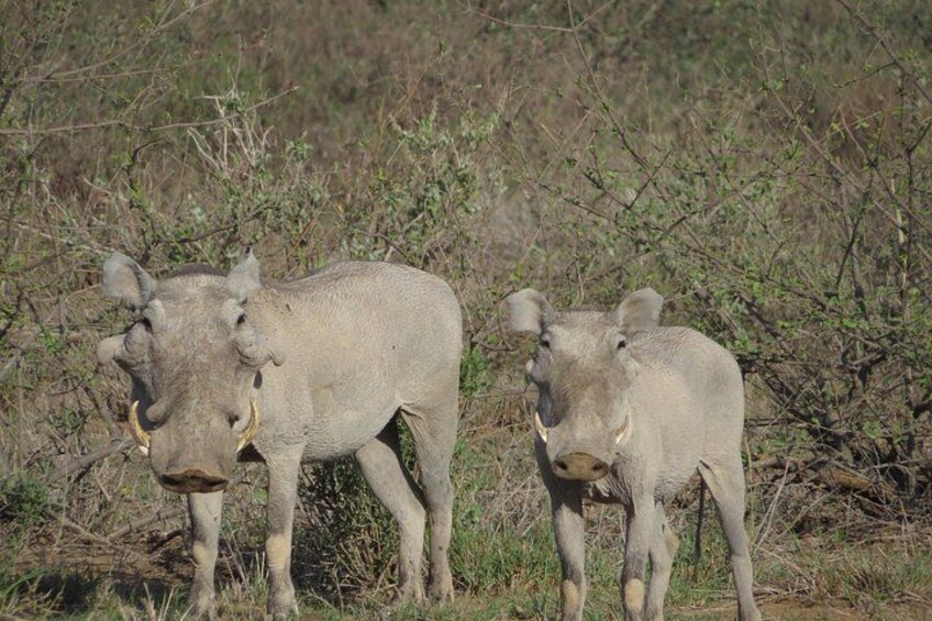 Tsavo National Park Group Tour with Game Drives 5