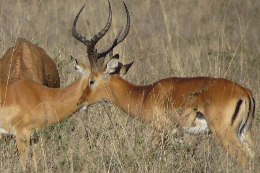 Two antelopes in a grassy field. 5