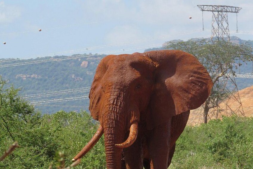 An elephant in a natural landscape with hills and a transmission tower in the background. 3