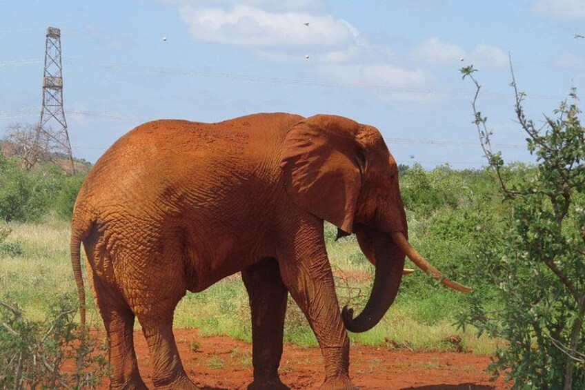 An elephant in a natural landscape with sparse vegetation and a transmission tower in the background. 4