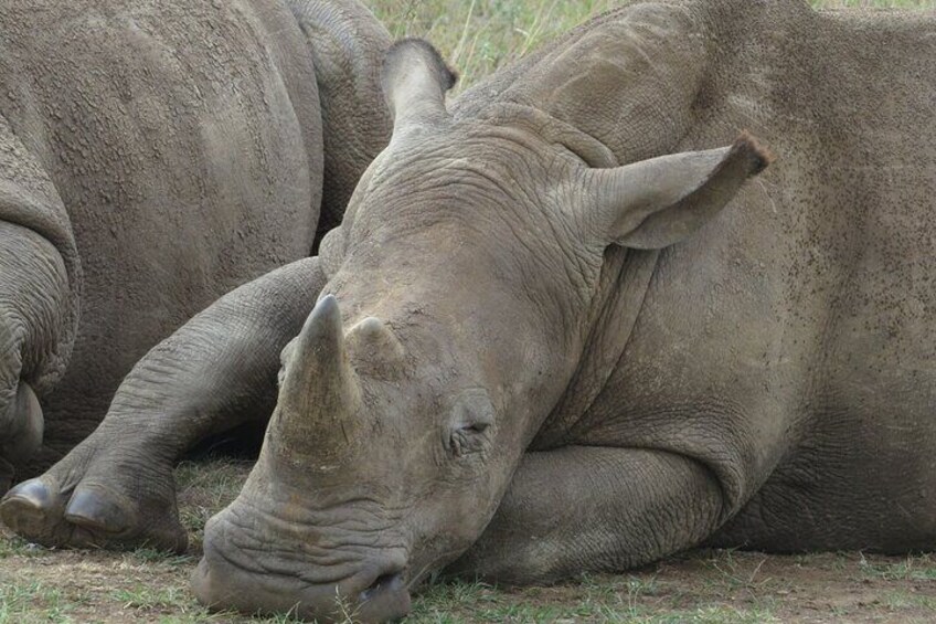 Two rhinos lying down on grass. 3