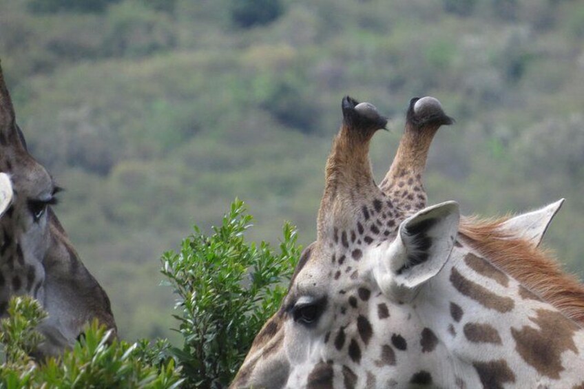 Tsavo National Park Group Tour with Game Drives 4