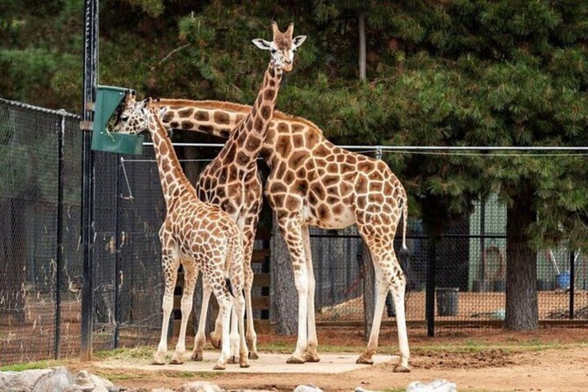Two giraffes standing close together in a fenced enclosure with trees in the background. 5