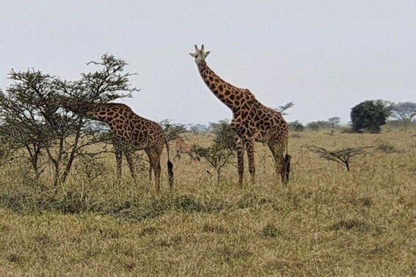 Two giraffes in a grassy savannah with sparse trees. 3