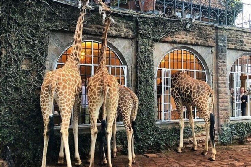 Giraffer som står framför en byggnad med välvda fönster. 1