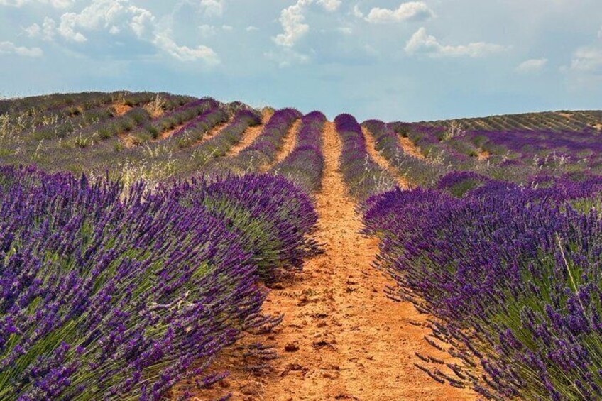 Un campo de lavanda con un sendero de tierra que lo atraviesa. 4