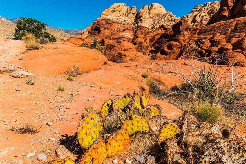 Paisaje desértico con formaciones rocosas rojas, un cactus y vegetación escasa. 5