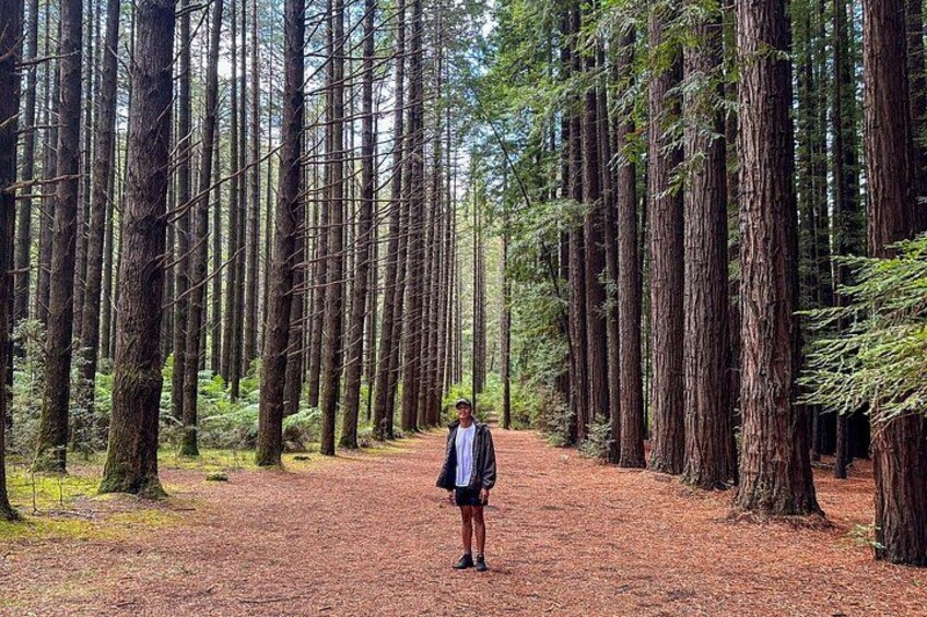Puffing Billy, Forest Trails and Yarra Valley Discovery Tour 2