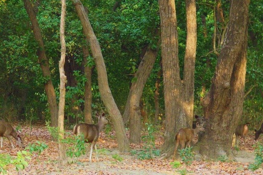 A forest with deer and tall trees. 3