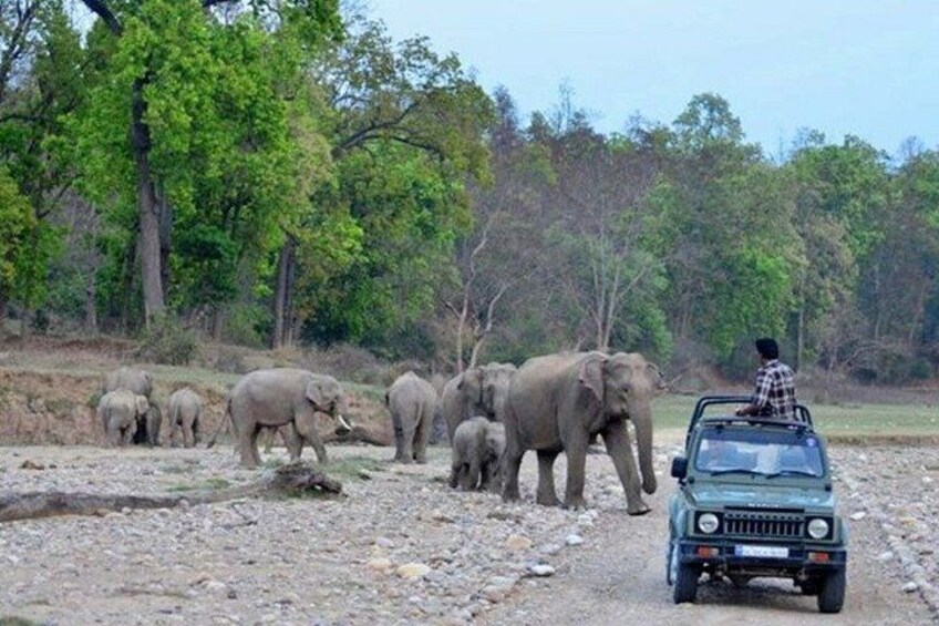 A jeep with a driver and a herd of elephants on a dirt road. 2