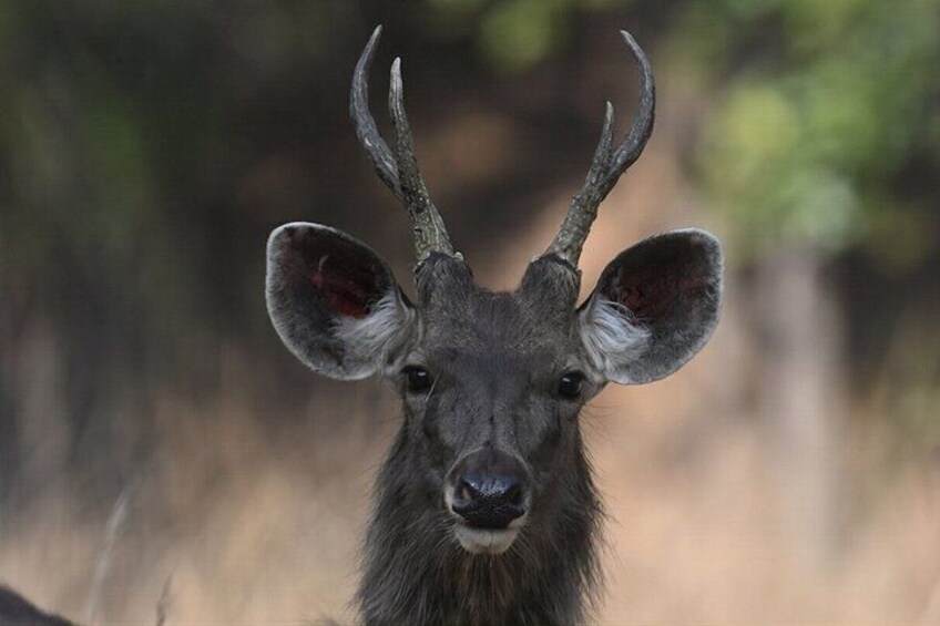 A deer with large antlers in a natural setting. 4
