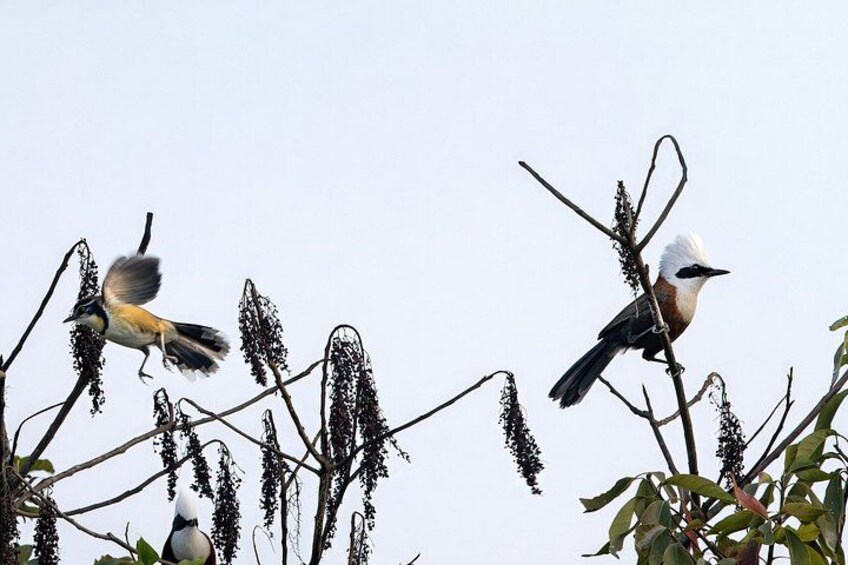 Two birds perched on branches with hanging seed pods against a clear sky. 5