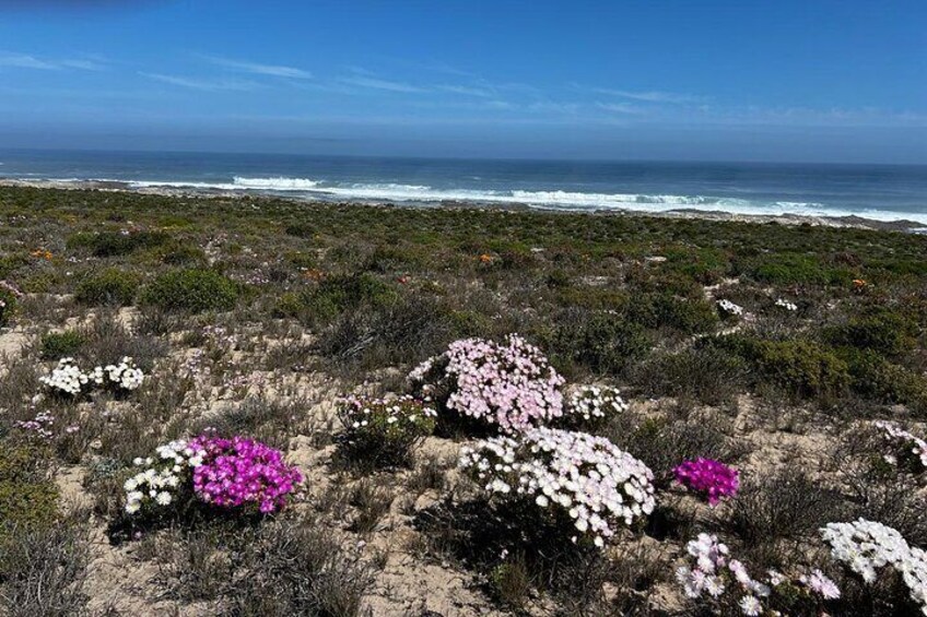 A coastal landscape with flowering shrubs and the ocean in the background. 1