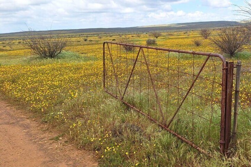 A dirt path leading to a rusted metal gate in a field of yellow flowers. 5