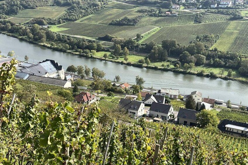 A river, vineyards, and houses along the riverbank. 4