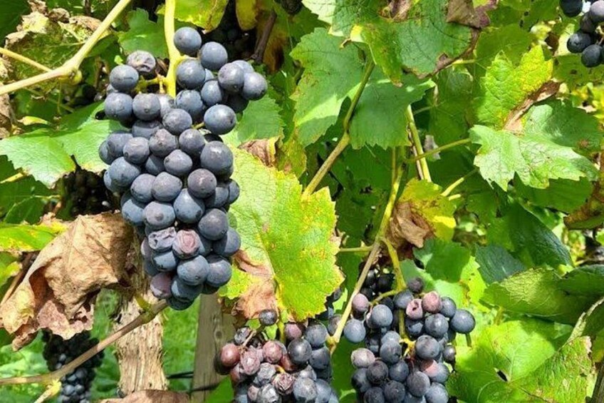 Clusters of dark purple grapes on vine leaves. 2