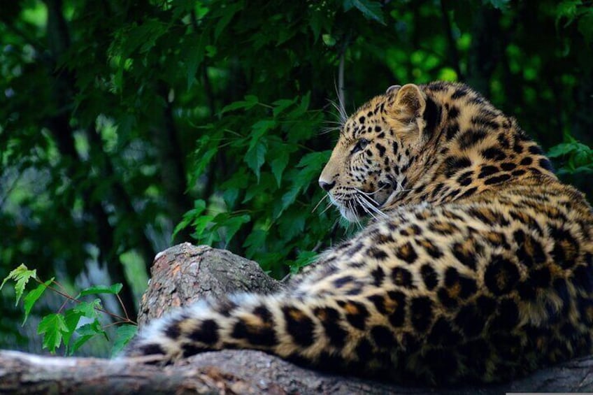 A leopard resting on a tree branch in a forest. 1