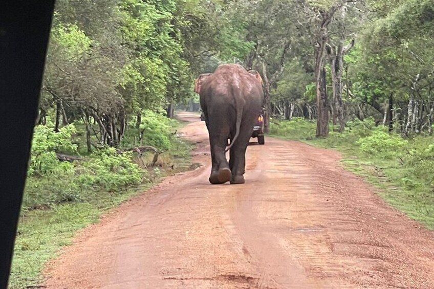 A dirt road with an elephant and a vehicle in the distance. 3