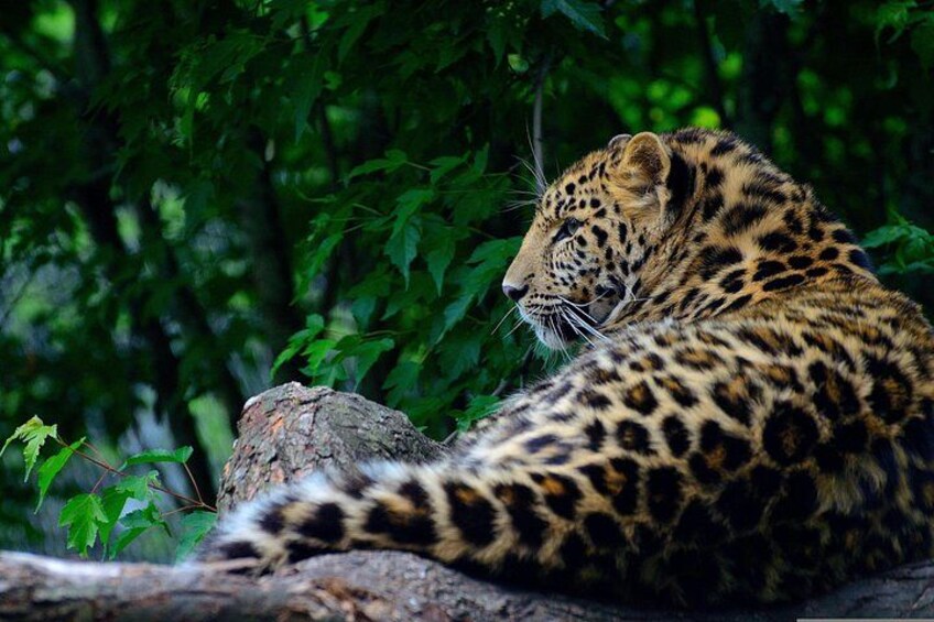 Ein Leopard ruht auf einem Ast im Wald. 1