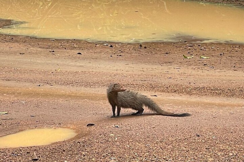 A small mammal on a dry, rocky terrain with sparse vegetation. 5