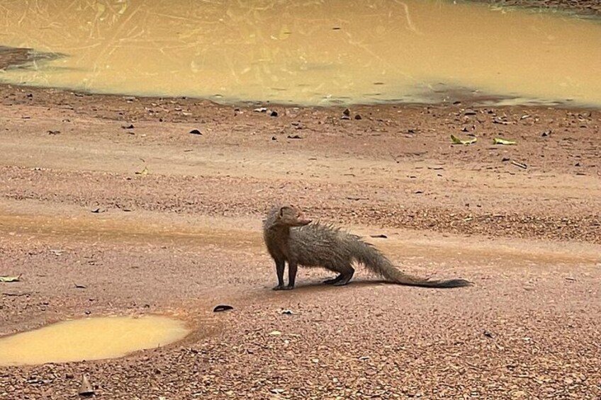 Ein kleines Säugetier auf trockenem, felsigem Gelände mit vereinzelter Vegetation. 5