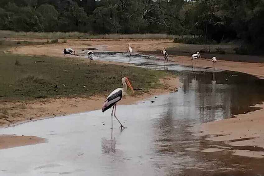 A bird standing in a shallow water body with trees in the background. 4