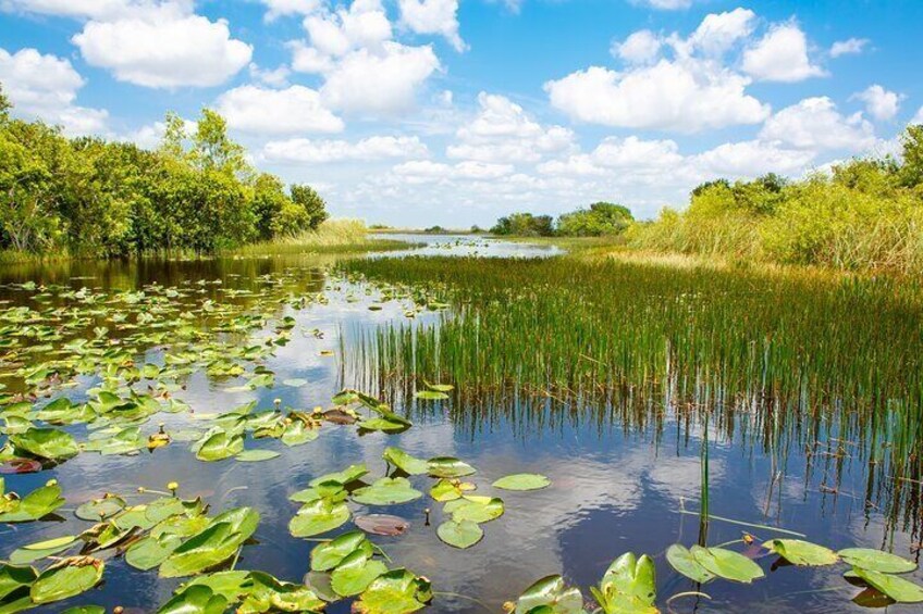 Een rustig waterlichaam met waterlelies en riet, omgeven door weelderige begroeiing en bomen onder een lichtbewolkte lucht. 5