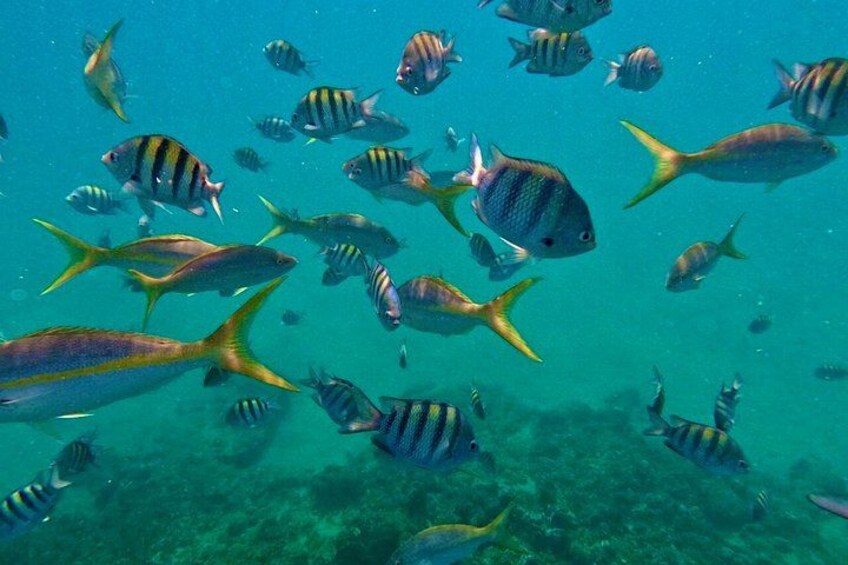 A school of fish swimming in clear water. 4