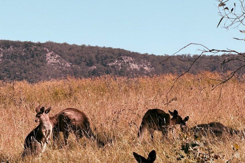 A group of deer in a grassy field with a forested hill in the background. 5