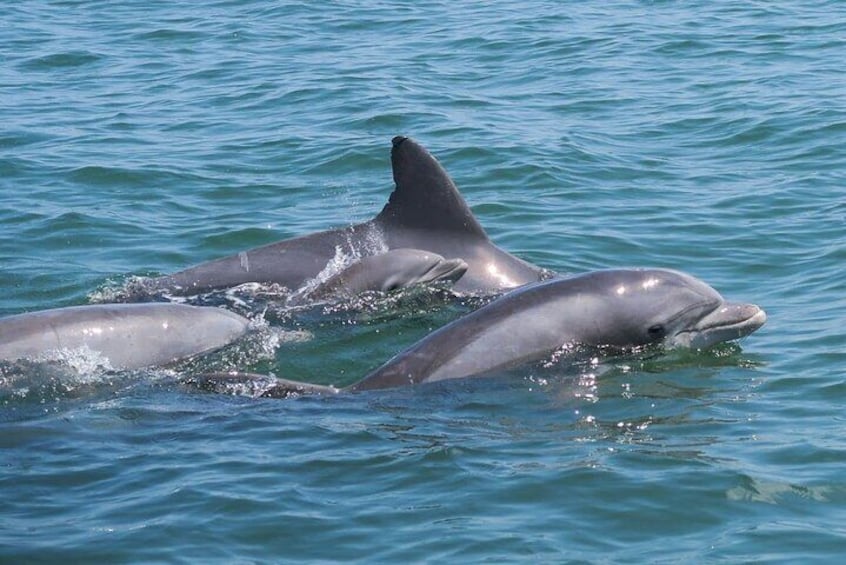 Zwei Delfine schwimmen im Meer. 5