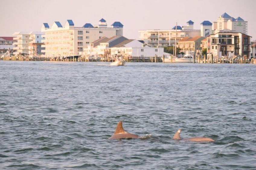 Assateague Island Private Cruise Tour 5