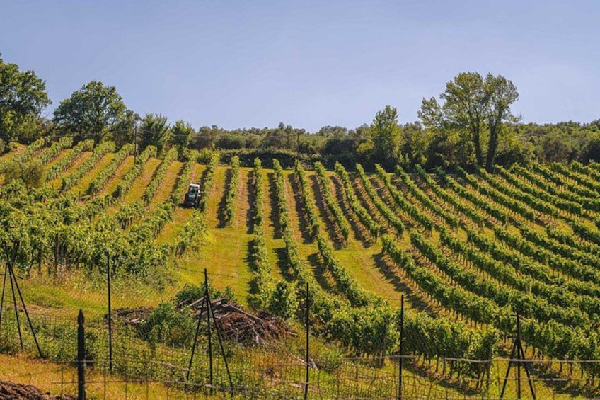 A vineyard with rows of grapevines, a tractor, and a hilly landscape. 3