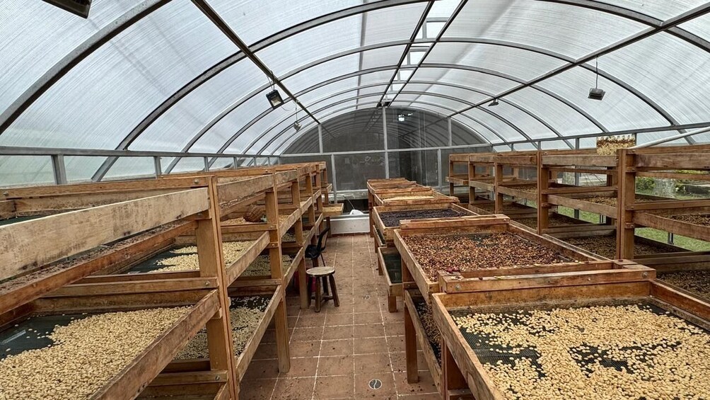Un invernadero con bandejas de madera llenas de granos de café. 4