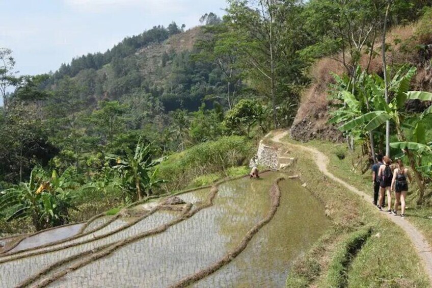 Campos de arroz en terrazas, un sendero y un paisaje montañoso con vegetación densa. 4