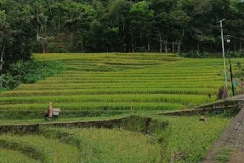 Campos de arroz escalonados con una persona caminando al frente. 5