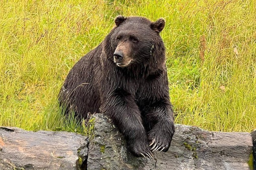 Ein Bär sitzt auf einem Baumstamm in einer Wiese. 4
