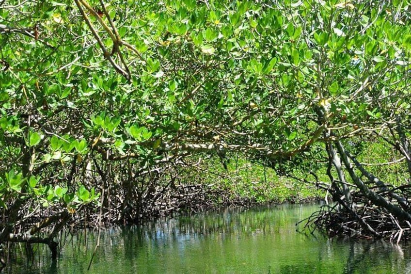 Mangroves Cayo Arena Paradise Island 3