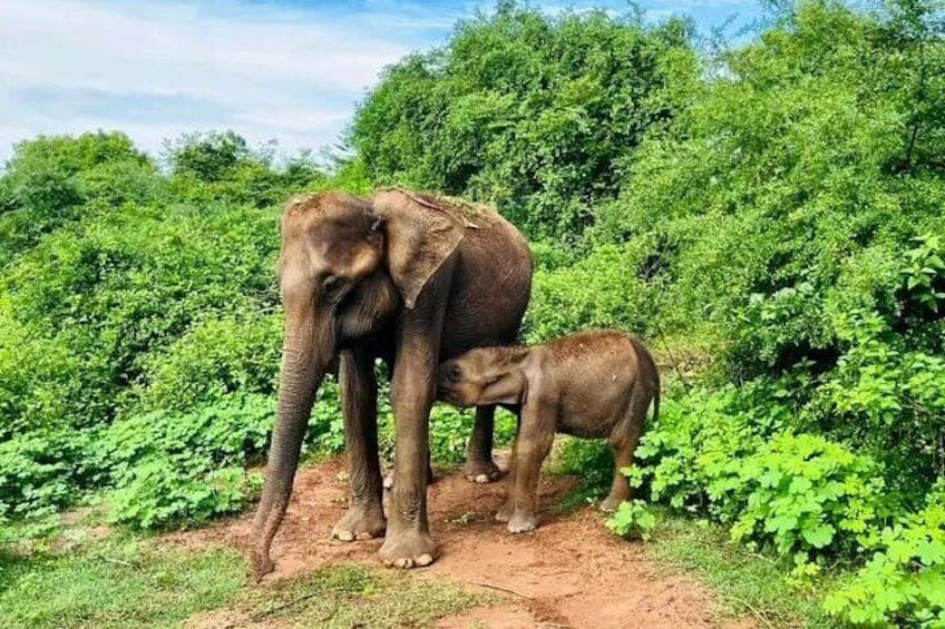 A baby with his mom 5
