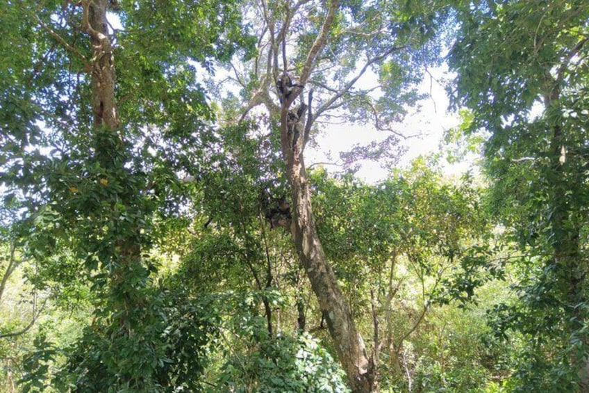 A dense forest with tall trees and thick underbrush. 2