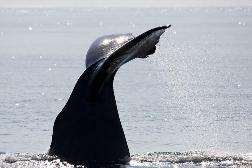 Summer Whale Safari in Andenes (Andøy, Vesterålen) 5