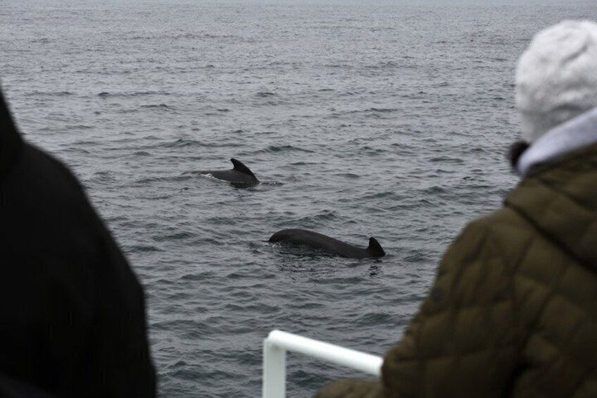 Andenes Whale Safari: Arctic Whale Watching Tour in Vesterålen 3