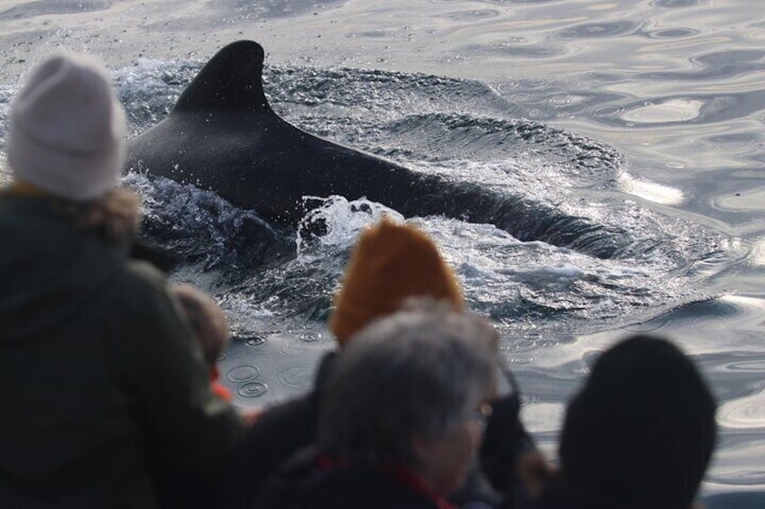 Get up close with orcas in the wild — a moment you’ll never forget.
Guests onboard watch in awe as a majestic killer whale surfaces just meters away during a summer whale safari from Andenes. 4
