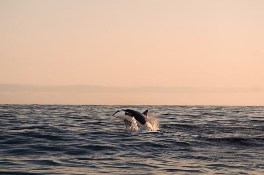 An orca breaches under the soft glow of the Arctic evening.
Moments like these are rare, magical, and worth the journey. Join our whale safari from Andenes and witness nature at its finest. 1