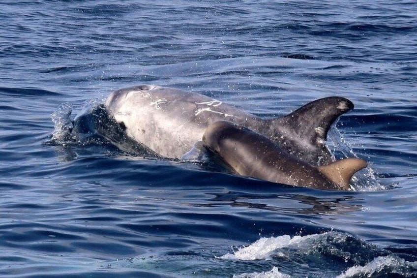 Una ballena emergiendo del agua. 5