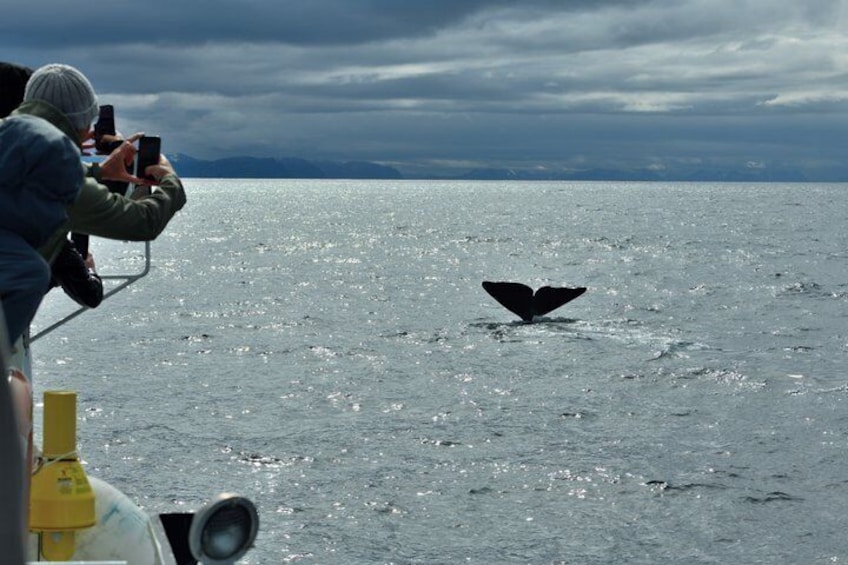 Andenes Whale Safari: Arctic Whale Watching Tour in Vesterålen 1