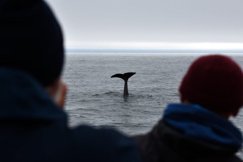 Andenes Whale Safari: Arctic Whale Watching Tour in Vesterålen 2