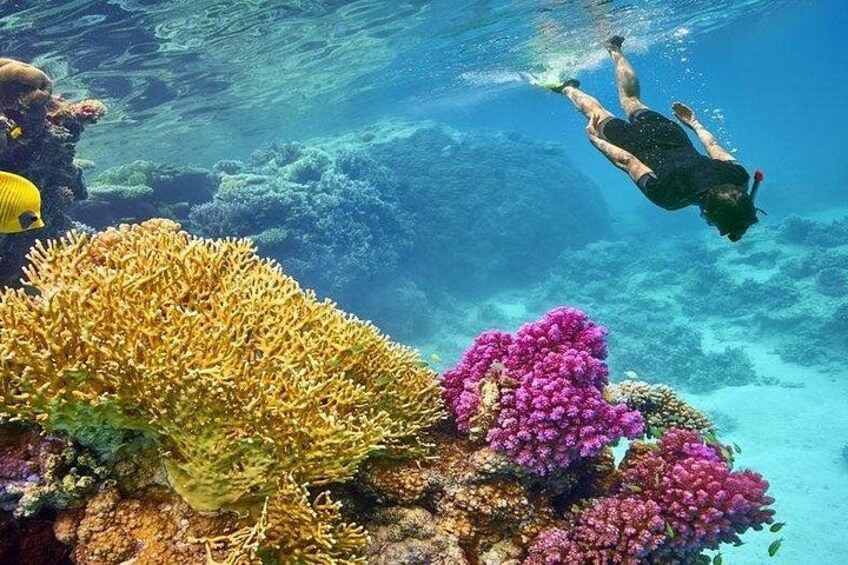 A diver swimming near colorful coral reefs. 5