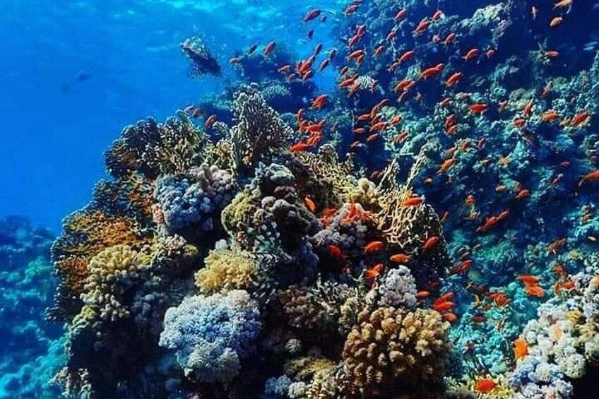 A vibrant coral reef with diverse marine life and colorful fish. 4