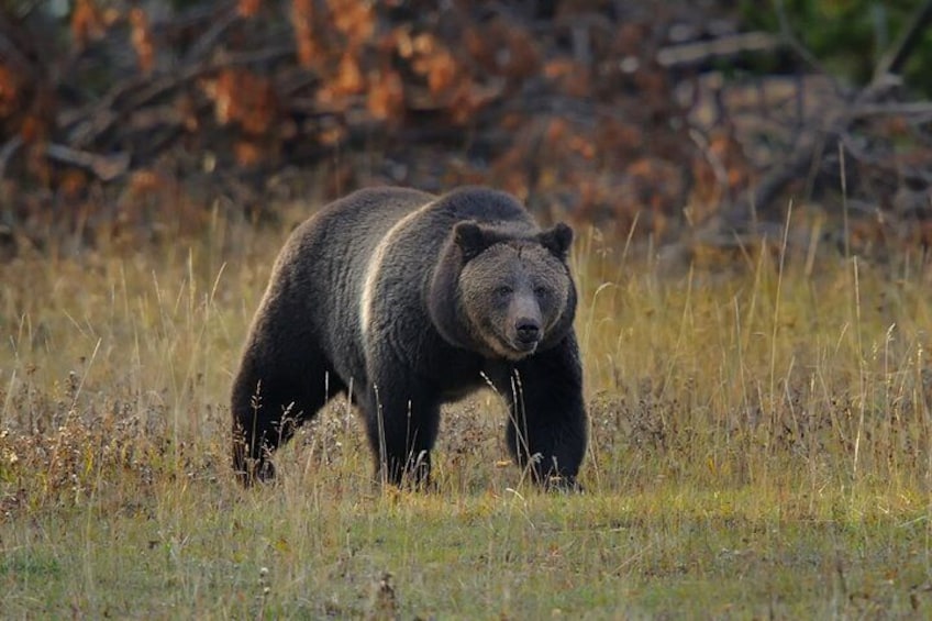 A bear walking through a grassy field with trees in the background. 5